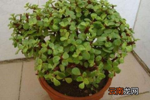 树马齿苋花怎样扦插