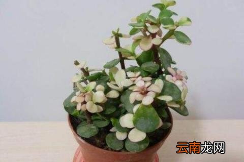 树马齿苋花怎样扦插