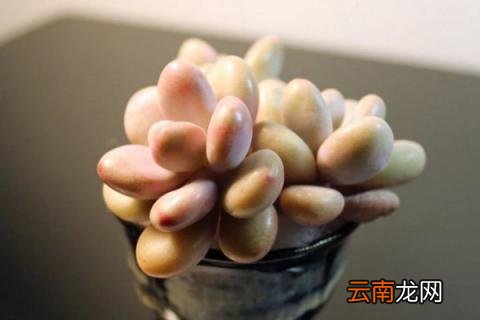 桃蛋叶片化水怎么办