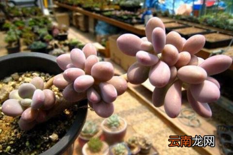 桃蛋叶片化水怎么办