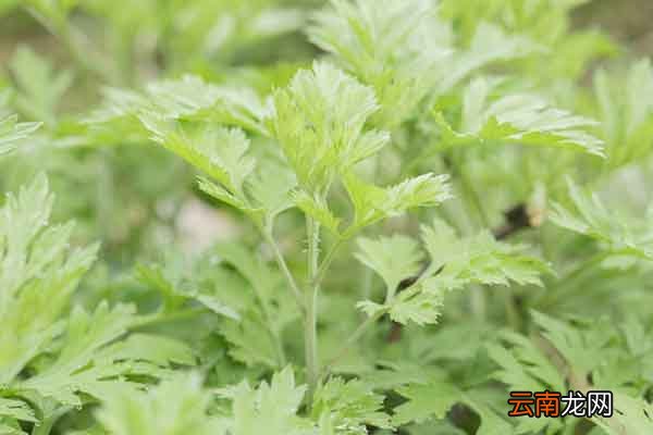艾蒿的功效与作用 艾蒿的适用人群