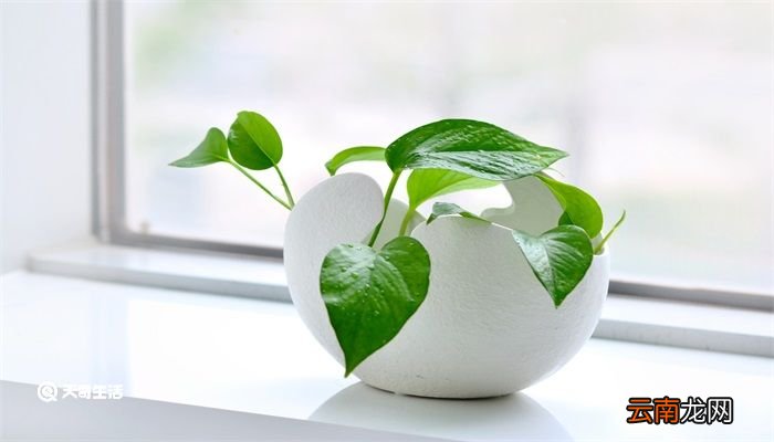 怎样去除室内异味 怎样去除室内异味妙招