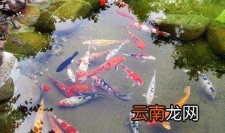 做梦梦到鱼是什么征兆 梦到鱼有什么征兆