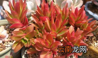 火祭的养殖方法 火祭怎么养殖