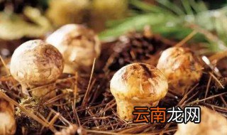 松茸泡酒的方法 松茸泡酒的方法有哪些