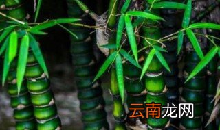 罗汉竹养殖方法 罗汉竹如何养殖