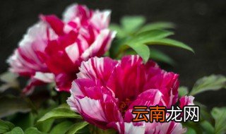 观赏牡丹秋季栽种时应注意什么