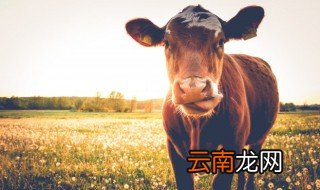 肉牛养殖大棚 肉牛养殖棚圈注意事项