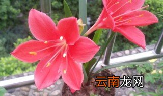 紫根兰花怎样养 盆栽种植紫根兰需要注意什么