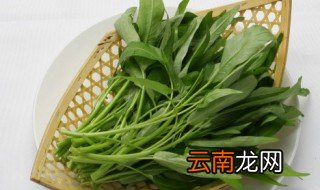 青菜的生长环境和种植方法 冬季盆栽种青菜注意事项