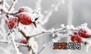 冬季适合栽种园林植物注意事项