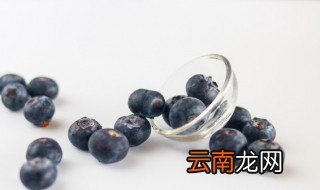 刚栽种的蓝莓苗后注意事项 刚栽种的蓝莓苗如何护理