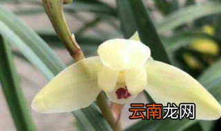 香水兰冬季的养殖方法和注意事项