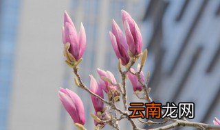 玉兰树冬天能栽活吗? 冬天栽种玉兰树注意事项