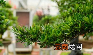 怎样栽种罗汉松 栽种罗汉松需要注意哪些