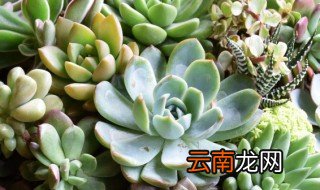 野卡多肉的养殖方法和注意事项