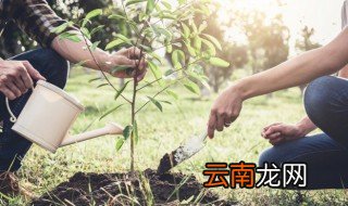 地栽大阪松移栽 大阪松裸根栽种要注意什么