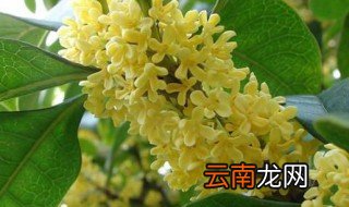 四季桂的养殖方法和注意事项盆栽