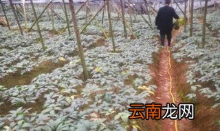 平地栽种三七要注意什么 三七地种完三七后适合种什么