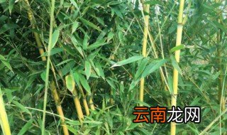 青竹怎么栽种 北方栽种青竹应注意什么