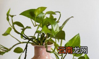 绿萝用换盆不啥时候换 绿萝重新换盆栽种后注意事项