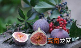 无花果盆栽种植方法和注意事项