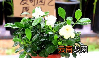 盆栽栀子花的养殖方法和注意事项 栀子花的栽种方法和注意事项