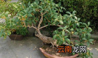 四季桂花盆景栽种应该注意什么