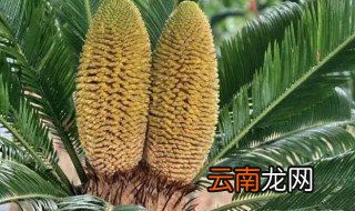 铁树的栽种方法 栽种铁树的注意事项