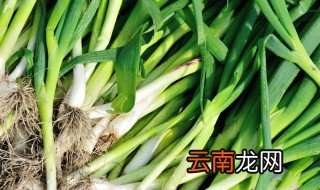 9月份栽种蒜苗的注意事项 秋季蒜苗的种植方法及时间