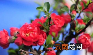 海棠栽种前需要注意什么 海棠移栽注意事项