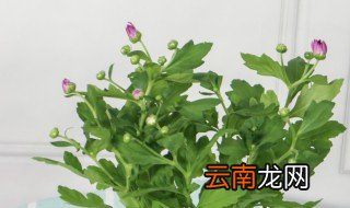 水晶如意菊花养殖方法和注意事项