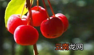 海棠果盆栽种植方法与注意事项