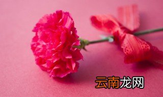 初吻康乃馨的养殖方法和注意事项