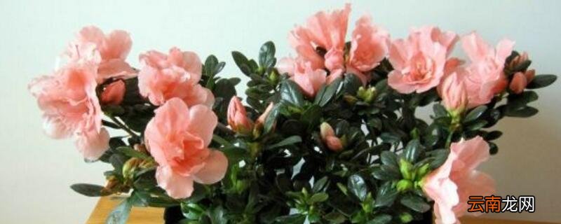 光对植物生长发育的影响