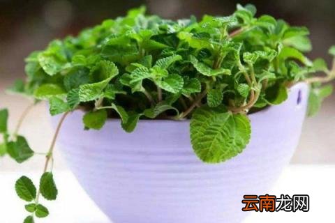 光对植物生长发育的影响