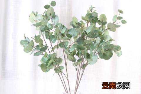 尤加利叶怎么养