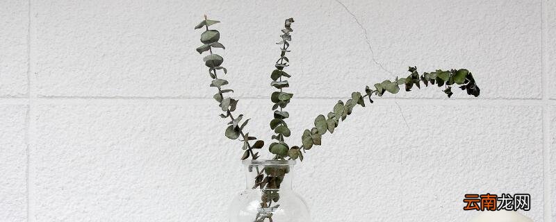 尤加利叶怎么养