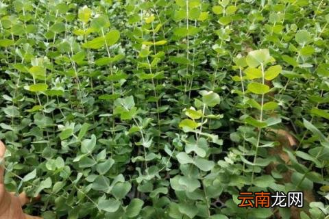 尤加利放卧室注意事项