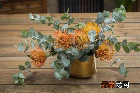 尤加利放卧室注意事项