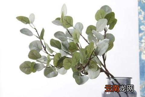 尤加利叶怎么养