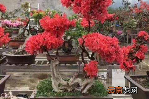 映山红桩皮青不发芽