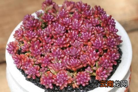 紫米粒多肉长成吊兰了