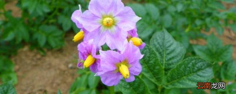 土豆开花要不要把花去掉