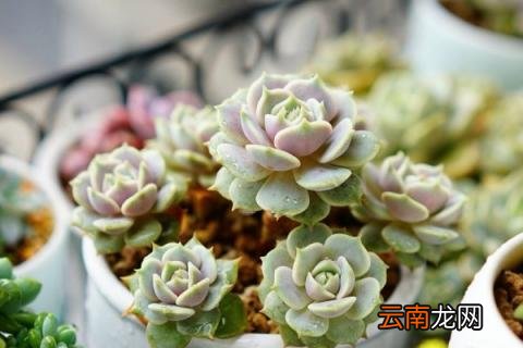 多肉晾根10天会死吗