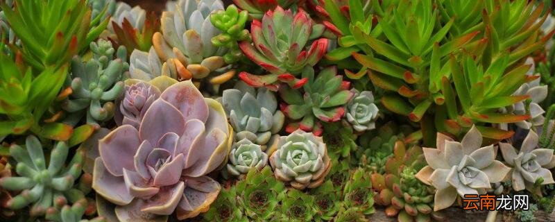 多肉晾根10天会死吗