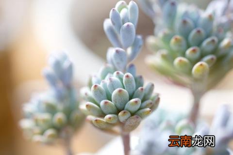 多肉晾根10天会死吗