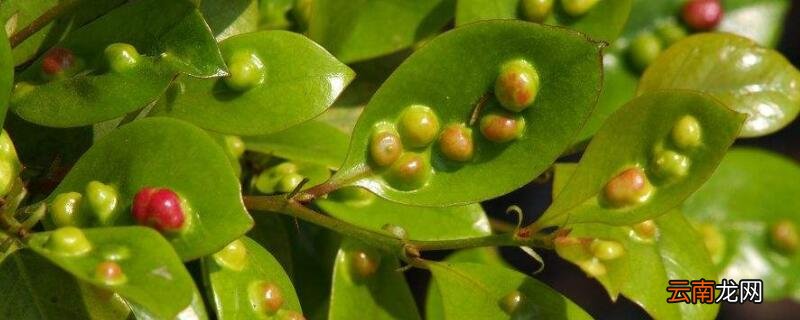 树叶上长疙瘩的是什么