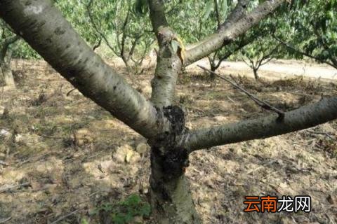 生石灰治樱桃树流胶