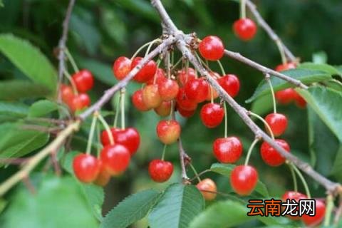 生石灰治樱桃树流胶